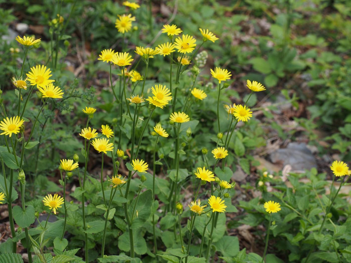 Leopard's-Bane, Great plant